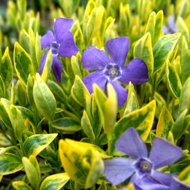 Барвінок багаторічний розсада