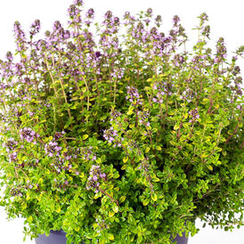 Чебрець багаторічний розсада