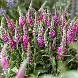 Вероніка багаторічна розсада