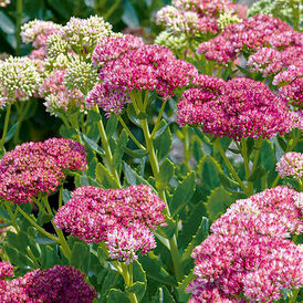 Очиток (седум) багаторічна розсада