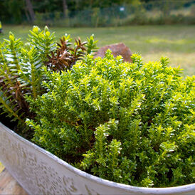 Саджанці Хебе