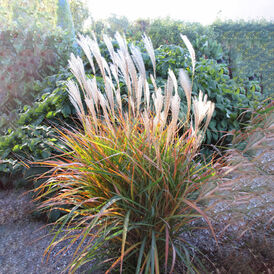 Міскантус багаторічна розсада