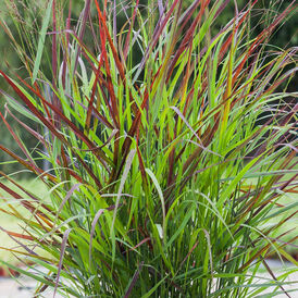 Просо декоративное рассада