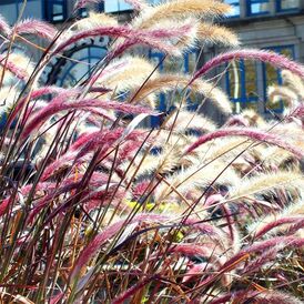 Пеннісетум багаторічна розсада