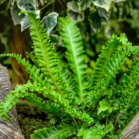 Аспленіум багаторічна розсада