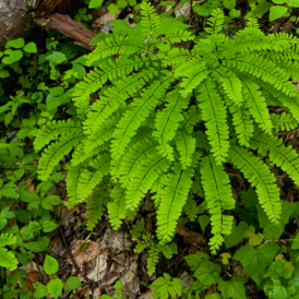 Адіантум багаторічна розсада