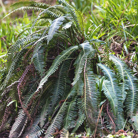 Блехнум багаторічна розсада