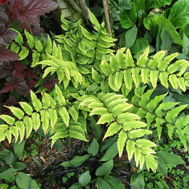 Циртоміум багаторічна розсада