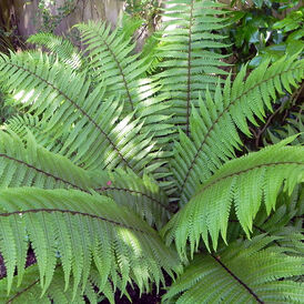 Щитовник багаторічна розсада