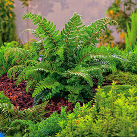 Вудсія багаторічна розсада