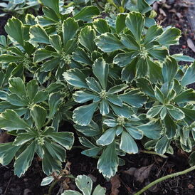 Саджанці Пахісандри