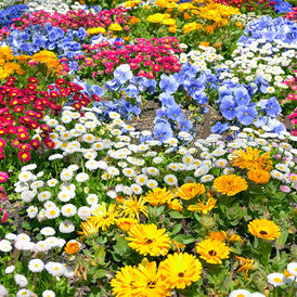 Весовые семена цветов