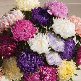 Весовые семена Астры