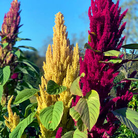 Весовые семена Амаранта