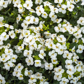 Весовые семена Арабиса