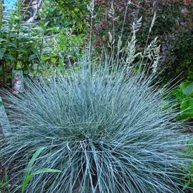 Весовые семена Декоративных трав