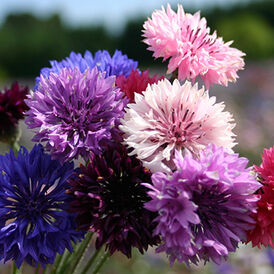 Весовые семена Васильков