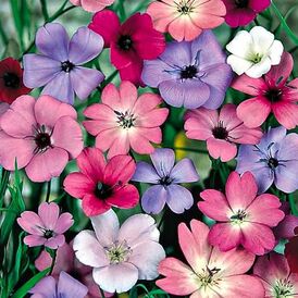 Весовые семена Вискарии