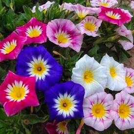 Весовые семена Вьюнка трехцветного