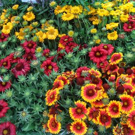 Весовые семена Гайлардии