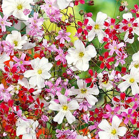 Весовые семена Гипсофилы