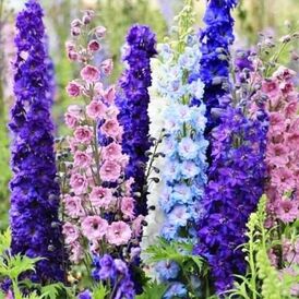 Весовые семена Дельфиниумов