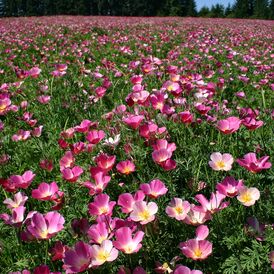 Весовые семена Эшольции