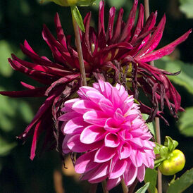 Весовые семена Георгин