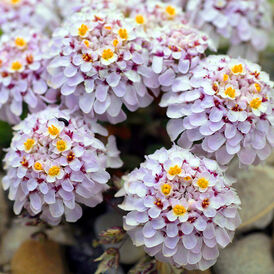 Весовые семена Ибериса