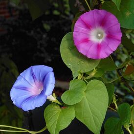 Весовые семена Ипомеи