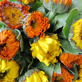 Весовые семена Календулы