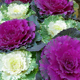 Весовые семена Декоративной капусты