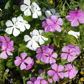 Весовые семена Катарантуса