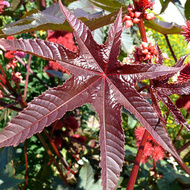 Весовые семена Клещевины