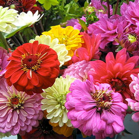 Весовые семена Циния (майорцы)