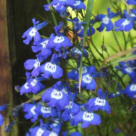 Весовые семена Лобелии