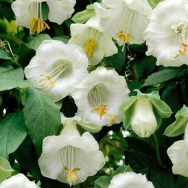 Весовые семена Кобеи