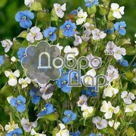 Весовые семена Комелины