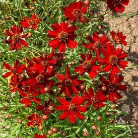 Весовые семена Кореопсиса