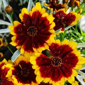 Весовые семена Космодиума