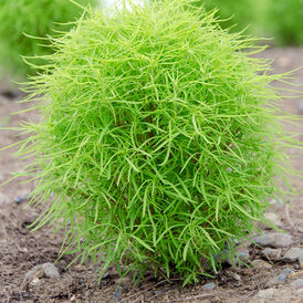 Веосвые семена Кохии