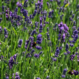 Весовые семена Лаванды