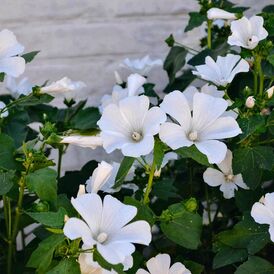 Весовые семена Лаватеры