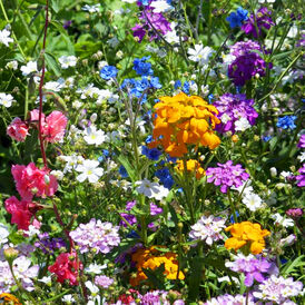 Весовые семена Цветочных смесей