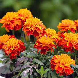 Вагове насіння Чорнобривців