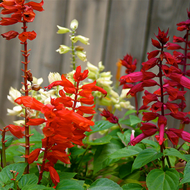 Весовые семена Шалфея (Сальвии)