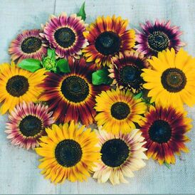 Весовые семена декоративного Подсолнечника