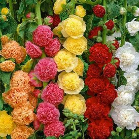 Весовые семена Мальвы махровой