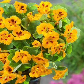 Весовые семена Настурции