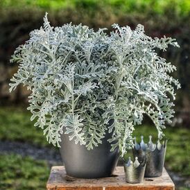 Весовые семена Цинерарии